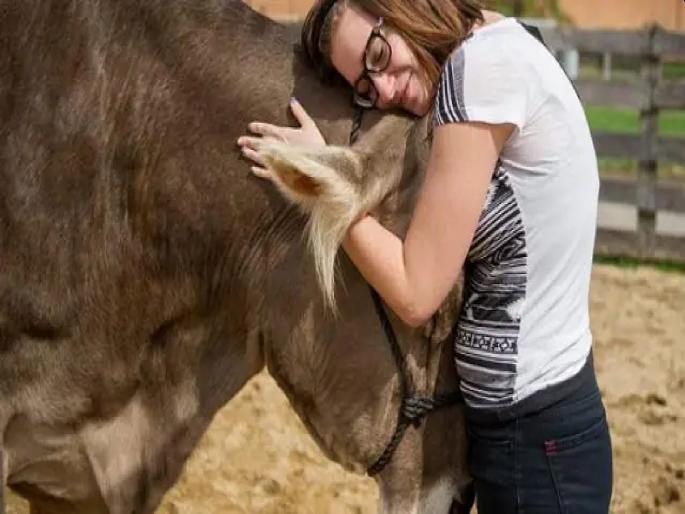 Coronavirus: Corona crisis gives you peace of mind by hugging a cow? Americans spend 200 Dollar | Coronavirus: कोरोना संकटात गाईला मिठी मारल्याने मिळतेय मानसिक शांती? अमेरिकन खर्च करतायेत प्रतितास १४,५०० रुपये Coronavirus: Corona crisis gives you peace of mind by hugging a cow? Americans spend 200 Dollar | Coronavirus: कोरोना संकटात गाईला मिठी मारल्याने मिळतेय मानसिक शांती? अमेरिकन खर्च करतायेत प्रतितास १४,५०० रुपये