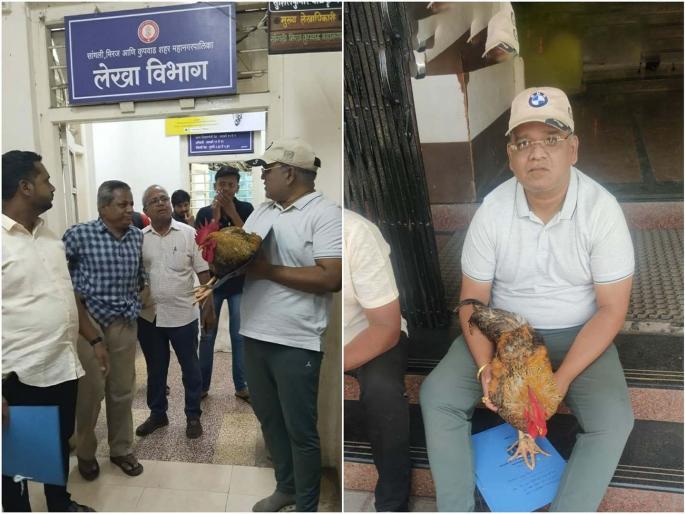 The symbolic movement of the NCP corporator in Sangli Municipal Corporation brought a rooster to the Municipal Corporation | ...अन जिंवत कोंबडा घेऊन नगरसेवक महापालिकेत आला; अधिकाऱ्याची गोची झाली The symbolic movement of the NCP corporator in Sangli Municipal Corporation brought a rooster to the Municipal Corporation | ...अन जिंवत कोंबडा घेऊन नगरसेवक महापालिकेत आला; अधिकाऱ्याची गोची झाली
