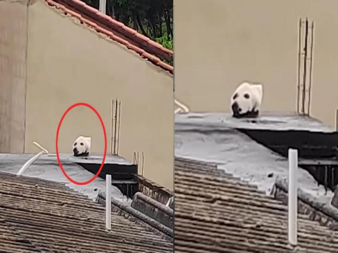 99% of the people fall; Can u Tell, is there a dog or a cat in this photo? Watch the video | भलेभले चुकले, ९९ टक्के लोकं फसले; तुम्ही सांगा या फोटोत कुत्रा आहे की मांजर? पाहा Video 99% of the people fall; Can u Tell, is there a dog or a cat in this photo? Watch the video | भलेभले चुकले, ९९ टक्के लोकं फसले; तुम्ही सांगा या फोटोत कुत्रा आहे की मांजर? पाहा Video