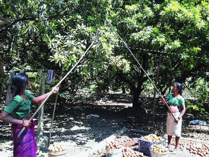 Chiku growers lose Rs 70 crore due to lockdown | लॉकडाउनमुळे चिकू उत्पादकांना ७० कोटींची आर्थिक झळ; दहा हजार एकरवर लागवड Chiku growers lose Rs 70 crore due to lockdown | लॉकडाउनमुळे चिकू उत्पादकांना ७० कोटींची आर्थिक झळ; दहा हजार एकरवर लागवड