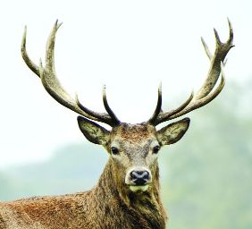 Kalavita's death on Savkheda-Patonda road | सावखेडा-पातोंडा रस्त्यावर काळविटाचा मृत्यू Kalavita's death on Savkheda-Patonda road | सावखेडा-पातोंडा रस्त्यावर काळविटाचा मृत्यू