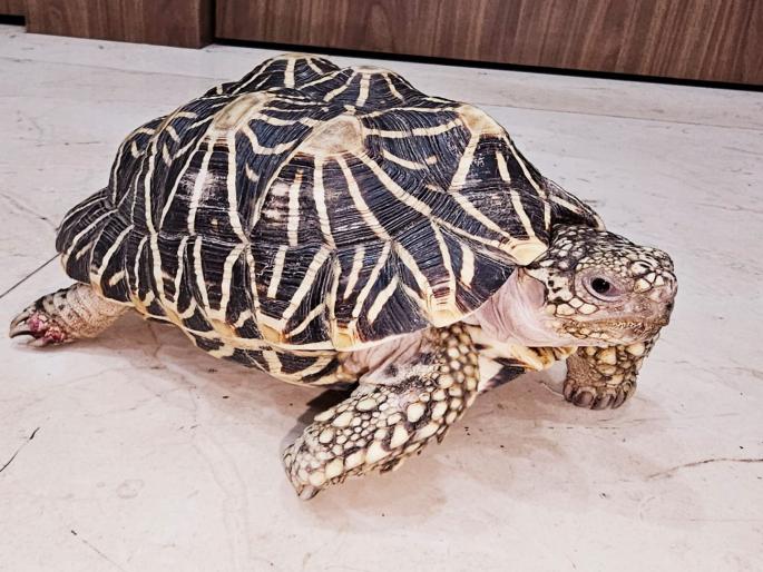 Internationally protected star turtle found in Karad, suspected of smuggling | Satara- आंतरराष्ट्रीय संरक्षित असलेले ‘स्टार कासव’ आढळले कऱ्हाडात, तस्करीचा संशय 