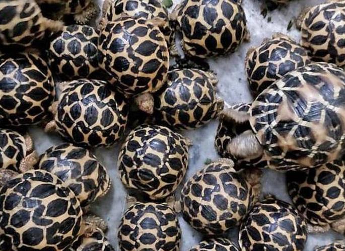 Mumbai, Thane's 'Star' turtle in Tadoba | मुंबई, ठाण्यातील 'स्टार' कासव ताडोबात