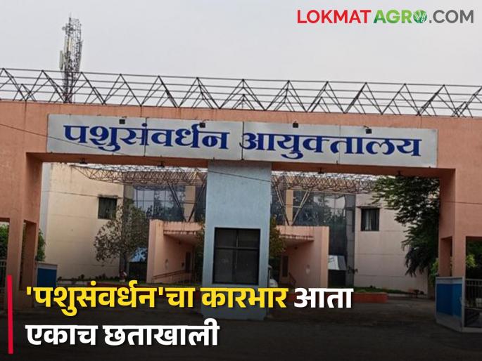 Major changes in the state's 'Animal Husbandry' department; Zilla Parishad animal husbandry department closed | राज्याच्या 'पशुसंवर्धन' विभागात मोठे बदल; जिल्हा परिषदेकडील पशुसंवर्धन विभाग बंद Major changes in the state's 'Animal Husbandry' department; Zilla Parishad animal husbandry department closed | राज्याच्या 'पशुसंवर्धन' विभागात मोठे बदल; जिल्हा परिषदेकडील पशुसंवर्धन विभाग बंद