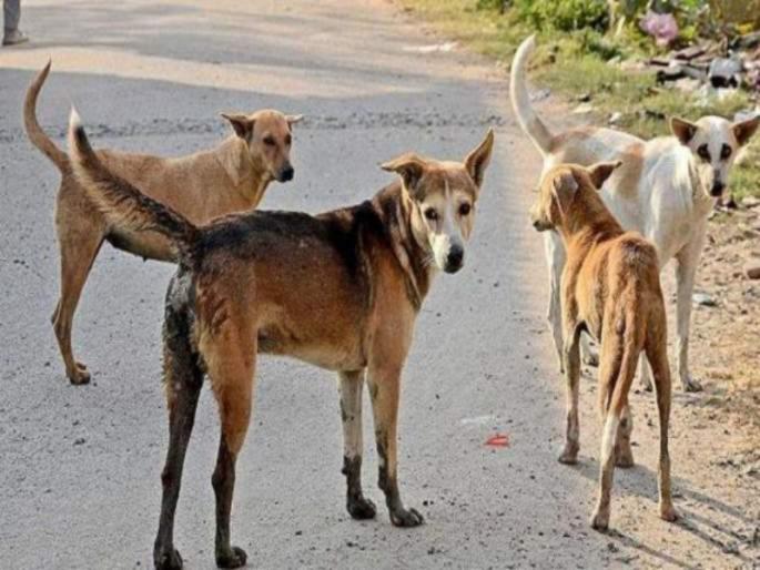 uncontrollable Love for stray dogs in nagpur, the case reached the police station | Nagpur | मोकाट श्वानांवरील प्रेम अंगलट, प्रकरण पोहोचले पोलीस ठाण्यात uncontrollable Love for stray dogs in nagpur, the case reached the police station | Nagpur | मोकाट श्वानांवरील प्रेम अंगलट, प्रकरण पोहोचले पोलीस ठाण्यात