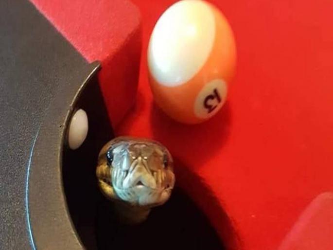 Australia brisbane python sticks out its head from corner pocket during pool game | पूल टेबलच्या पॉकेटमधून अचानक निघाला अजगर, खेळाडूंची पळापळ