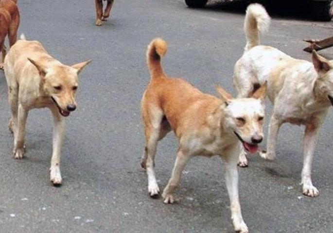 Akola Municipal Corporation will sterilize stray dogs | अकाेला महापालिका करणार भटक्या श्वानांची नसबंदी Akola Municipal Corporation will sterilize stray dogs | अकाेला महापालिका करणार भटक्या श्वानांची नसबंदी