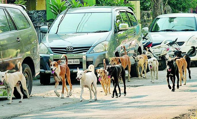 On the first day in Nagpur, sterilization was done on 15 dogs | नागपुरात पहिल्याच दिवशी १५ श्वानांवर नसबंदी On the first day in Nagpur, sterilization was done on 15 dogs | नागपुरात पहिल्याच दिवशी १५ श्वानांवर नसबंदी