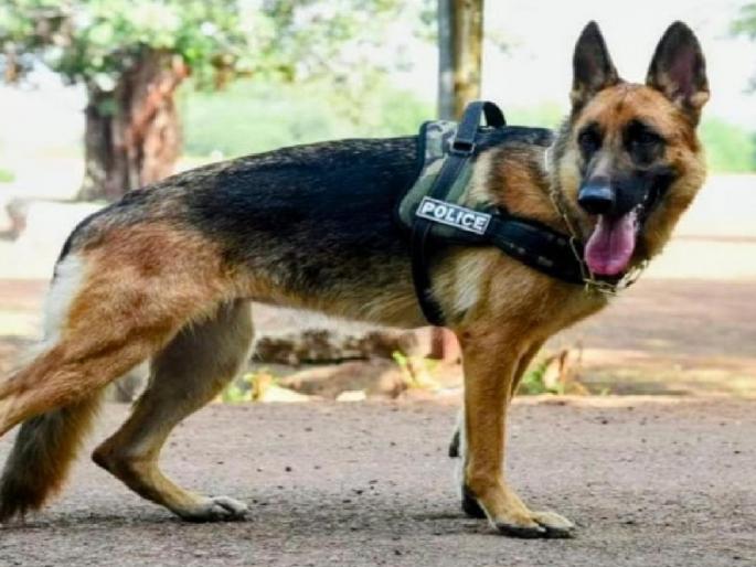 Theft of Rs. 3 lakhs by entering the house through a partial wall, Stella dog exposed it within 24 hours | Kolhapur: अर्धवट भिंतीवरून घरात प्रवेश करून पावणेतीन लाखांची चोरी, चोवीस तासांत 'स्टेला'ने उघडकीस आणली Theft of Rs. 3 lakhs by entering the house through a partial wall, Stella dog exposed it within 24 hours | Kolhapur: अर्धवट भिंतीवरून घरात प्रवेश करून पावणेतीन लाखांची चोरी, चोवीस तासांत 'स्टेला'ने उघडकीस आणली