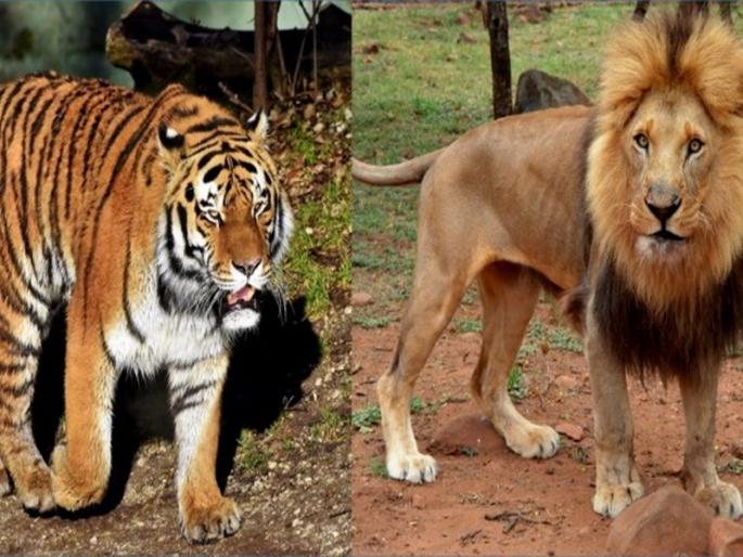Mumbai's tiger will protect the lion of Gujarat | मुंबईचा वाघ करणार गुजरातच्या सिंहाचे रक्षण Mumbai's tiger will protect the lion of Gujarat | मुंबईचा वाघ करणार गुजरातच्या सिंहाचे रक्षण