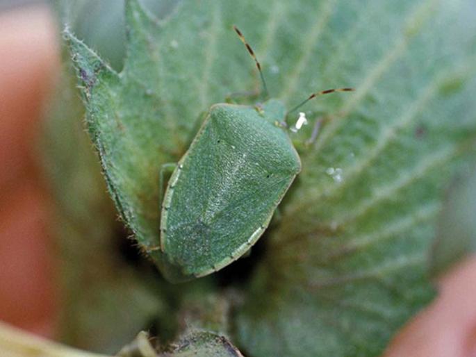 Vidyarthi kapashe 'sting bug attack' | विदर्भात कपाशीवर ‘स्टिंग बग’चा हल्ला