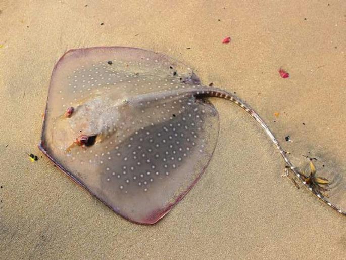 Why was Steung Ray on the banks of Mumbai and Alibaug? | मुंबई आणि अलिबागच्या समुद्र किना-यावर स्टींग रे का आले वाहून? Why was Steung Ray on the banks of Mumbai and Alibaug? | मुंबई आणि अलिबागच्या समुद्र किना-यावर स्टींग रे का आले वाहून?