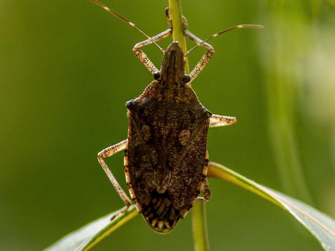Millions of stink bug insects on trees in Vidarbha, effect of climate change? | विदर्भात झाडांवर लाखोंच्या संख्येत कीटक, हवामान बदलाचा परिणाम? Millions of stink bug insects on trees in Vidarbha, effect of climate change? | विदर्भात झाडांवर लाखोंच्या संख्येत कीटक, हवामान बदलाचा परिणाम?