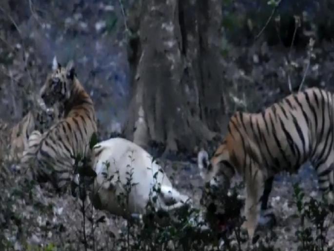Tigress with four calves hunted cow, tourists experience thrill | चार बछड्यांसह वाघिणीने केली शिकार, पर्यटकांनी अनुभवला थरार