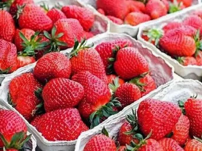 As the strawberry season draws to a close, prices drop | स्ट्रॉबेरीचा हंगाम अंतिम टप्प्यात, दर घसरले As the strawberry season draws to a close, prices drop | स्ट्रॉबेरीचा हंगाम अंतिम टप्प्यात, दर घसरले