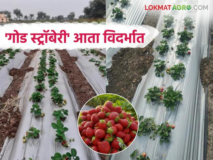 Strawberry Crop: 'Sweeter strawberries' now in Vidarbha than Mahabaleshwar; Research on five varieties at Agricultural University | Strawberry Crop : महाबळेश्वरपेक्षा 'गोड स्ट्रॉबेरी' आता विदर्भात; कृषी विद्यापीठात पाच जातींवर संशोधन Strawberry Crop: 'Sweeter strawberries' now in Vidarbha than Mahabaleshwar; Research on five varieties at Agricultural University | Strawberry Crop : महाबळेश्वरपेक्षा 'गोड स्ट्रॉबेरी' आता विदर्भात; कृषी विद्यापीठात पाच जातींवर संशोधन