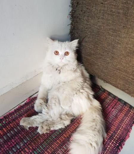 Jara Hatke: The cat stolen for fiancee ! | जरा हटके : प्रेयसीसाठी चक्क मांजर चोरले ! Jara Hatke: The cat stolen for fiancee ! | जरा हटके : प्रेयसीसाठी चक्क मांजर चोरले !