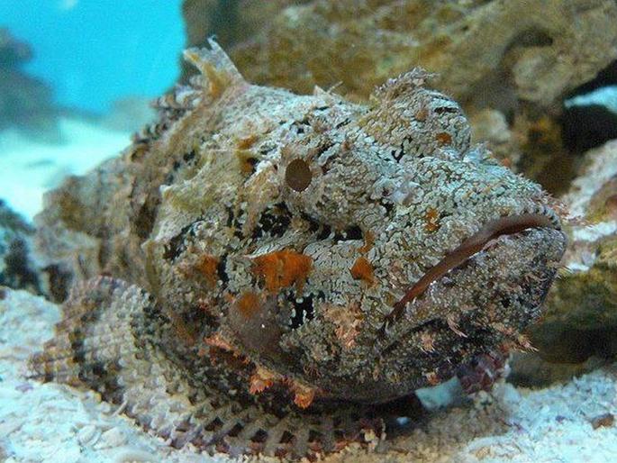 Stone fish poisonous fish whose even a drop of poison will destroy the entire city | 'हा' आहे जगातला सर्वात विषारी मासा, एक थेंब विषाने घेऊ शकतो कित्येकांचा जीव... Stone fish poisonous fish whose even a drop of poison will destroy the entire city | 'हा' आहे जगातला सर्वात विषारी मासा, एक थेंब विषाने घेऊ शकतो कित्येकांचा जीव...