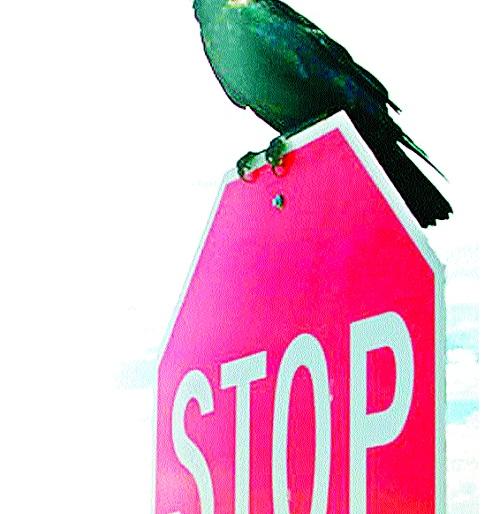 Vehicles crash into two and a half thousand creatures! 12 years of supervision; The unfortunate death of animals, birds | वाहनांनी चिरडले अडीच हजार जीव! बारा वर्षांचे निरीक्षण; प्राणी, पक्ष्यांचा दुर्दैवी मृत्यू