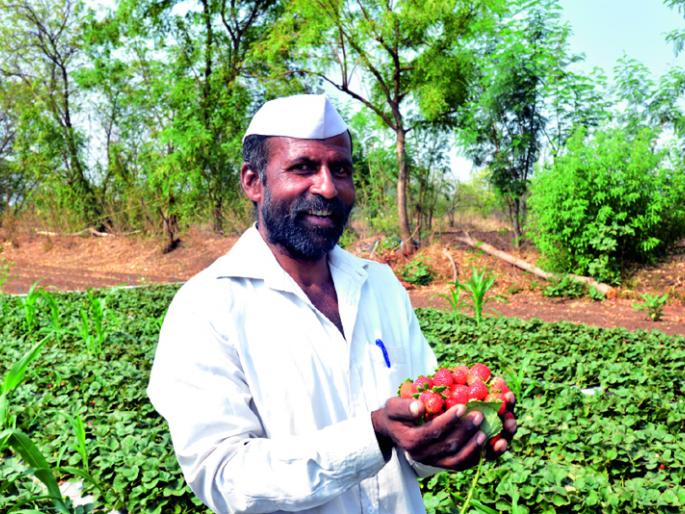 Strawberries like Mahabaleshwar pakatey at Navinbandi Shivar | नाविंदगी शिवारात पिकतेय महाबळेश्वरसारखी स्ट्रॉबेरी ! Strawberries like Mahabaleshwar pakatey at Navinbandi Shivar | नाविंदगी शिवारात पिकतेय महाबळेश्वरसारखी स्ट्रॉबेरी !