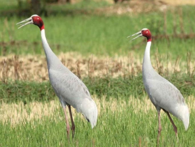 Gondia district the number of storks in Gandia decreased by 6 | सारस... प्रेमाची अधुरी कहाणी ! Gondia district the number of storks in Gandia decreased by 6 | सारस... प्रेमाची अधुरी कहाणी !