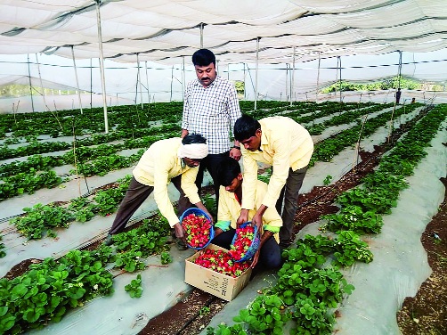 Strawberry farming in Nanded on the base of Mahabaleshwar | महाबळेश्वरच्या धर्तीवर नांदेडातही स्ट्रॉबेरीची शेती