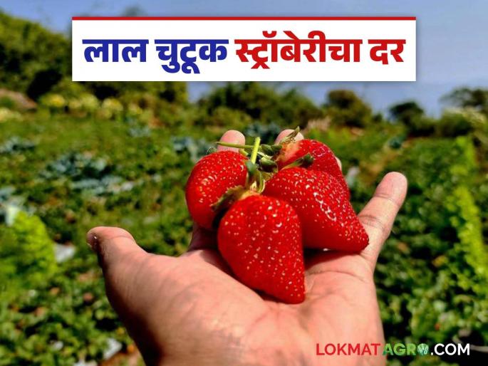Strawberry Bajar Bhav: Mahabaleshwar's strawberry number one; How is the price being obtained? Read in detail | Strawberry Bajar Bhav : महाबळेश्वरची स्ट्रॉबेरी नंबर एक; कसा मिळतोय दर? वाचा सविस्तर Strawberry Bajar Bhav: Mahabaleshwar's strawberry number one; How is the price being obtained? Read in detail | Strawberry Bajar Bhav : महाबळेश्वरची स्ट्रॉबेरी नंबर एक; कसा मिळतोय दर? वाचा सविस्तर
