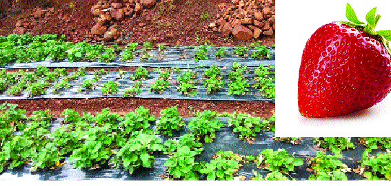 Famine brings strawberry growers to a halt! | अवकाळीने आणली स्ट्रॉबेरी उत्पादकांना अवकळा! राज्यात १५० कोटींचा फटका Famine brings strawberry growers to a halt! | अवकाळीने आणली स्ट्रॉबेरी उत्पादकांना अवकळा! राज्यात १५० कोटींचा फटका