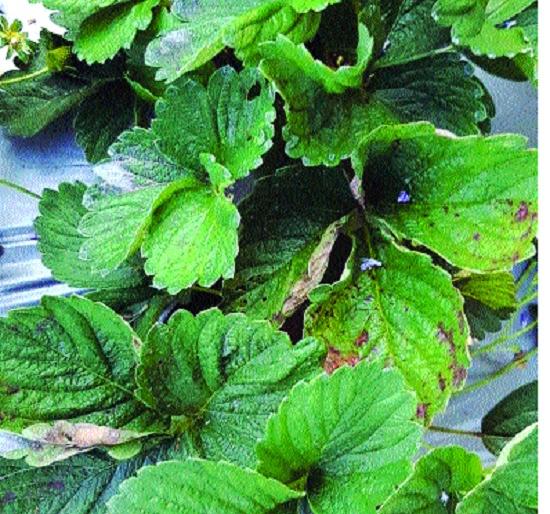 Diseases of strawberries and vegetables: Harvesting of wheat, tan, white rice in Y Taluka | स्ट्रॉबेरी, भाज्यांवर रोगांचा प्रादुर्भाव : वाई तालुक्यात करपा, तांबेरा, पांढरी भुरीमुळे शेतकरी हैराण Diseases of strawberries and vegetables: Harvesting of wheat, tan, white rice in Y Taluka | स्ट्रॉबेरी, भाज्यांवर रोगांचा प्रादुर्भाव : वाई तालुक्यात करपा, तांबेरा, पांढरी भुरीमुळे शेतकरी हैराण