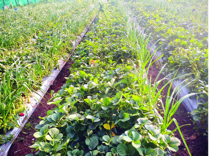 With no customers, strawberries fall into the field; Farmers are excited | ग्राहकच नसल्याने स्ट्रॉबेरी शेतातच पडून ; शेतकरी हवालदिल With no customers, strawberries fall into the field; Farmers are excited | ग्राहकच नसल्याने स्ट्रॉबेरी शेतातच पडून ; शेतकरी हवालदिल