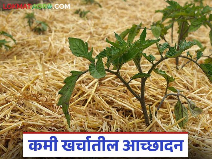 What are the simple, low-cost crop mulching methods to save water in summer? Read in detail | उन्हाळ्यात पाणी बचतीसाठी कमी खर्चातील सोप्या पिक आच्छादन पद्धती कोणत्या? वाचा सविस्तर What are the simple, low-cost crop mulching methods to save water in summer? Read in detail | उन्हाळ्यात पाणी बचतीसाठी कमी खर्चातील सोप्या पिक आच्छादन पद्धती कोणत्या? वाचा सविस्तर