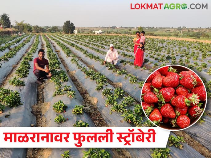 A ample production of strawberries in ten guntha barren land | खडकाळ माळरानावर दहा गुंठ्यात स्ट्रॉबेरीचे भरघोस उत्पादन A ample production of strawberries in ten guntha barren land | खडकाळ माळरानावर दहा गुंठ्यात स्ट्रॉबेरीचे भरघोस उत्पादन