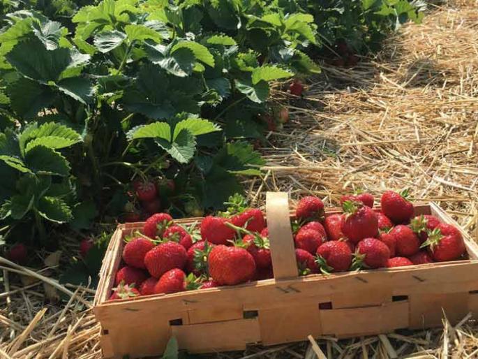 Flowering strawberry fields in Patan taluka | पाटण तालुक्यात फुलतायत स्ट्रॉबेरीचे मळे Flowering strawberry fields in Patan taluka | पाटण तालुक्यात फुलतायत स्ट्रॉबेरीचे मळे