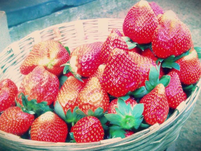 Strawberry season effloresce due to cold season... 30 to 40 percent increase rates In Pune | थंडीमुळे बहरला स्ट्रॉबेरीचा हंगाम... पुण्यात आवक वाढली; दरामध्ये ३० ते ४० टक्क्यांची वाढ Strawberry season effloresce due to cold season... 30 to 40 percent increase rates In Pune | थंडीमुळे बहरला स्ट्रॉबेरीचा हंगाम... पुण्यात आवक वाढली; दरामध्ये ३० ते ४० टक्क्यांची वाढ
