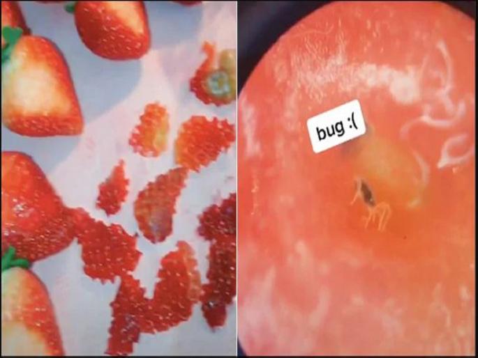 worms crawling inside strawberries people shocked-SRJ | स्ट्रॉबेरी खाताय? आधी हे पाहा, आळ्या निघणारा व्हिडिओ सोशल मीडियावर व्हायरल worms crawling inside strawberries people shocked-SRJ | स्ट्रॉबेरी खाताय? आधी हे पाहा, आळ्या निघणारा व्हिडिओ सोशल मीडियावर व्हायरल