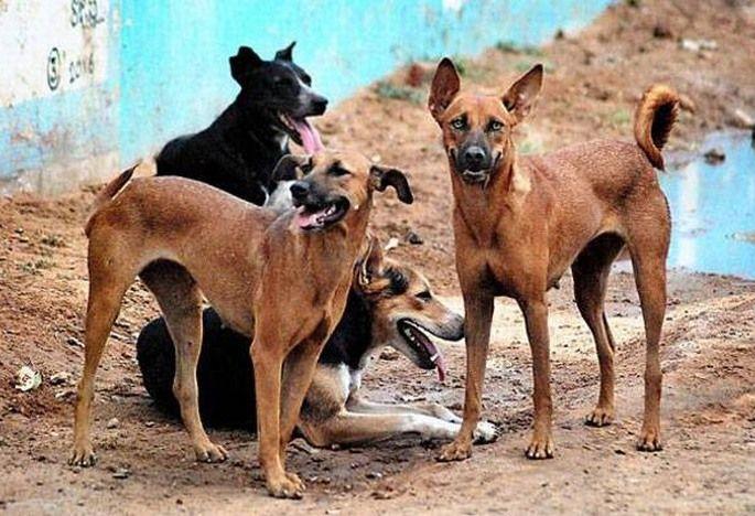 In 40 days sterilization on 620 dogs in Nagpur | नागपुरात ४० दिवसांत ६२० श्वानांवर नसबंदी In 40 days sterilization on 620 dogs in Nagpur | नागपुरात ४० दिवसांत ६२० श्वानांवर नसबंदी