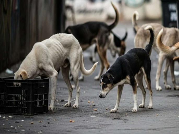 Maharashtra suffers the most from stray dogs 30 lakh people affected in six years | भटक्या कुत्र्यांचा सर्वाधिक 'चावा' महाराष्ट्राला; सहा वर्षांत तब्बल ३० लाख लोकांचे तोडले लचके Maharashtra suffers the most from stray dogs 30 lakh people affected in six years | भटक्या कुत्र्यांचा सर्वाधिक 'चावा' महाराष्ट्राला; सहा वर्षांत तब्बल ३० लाख लोकांचे तोडले लचके