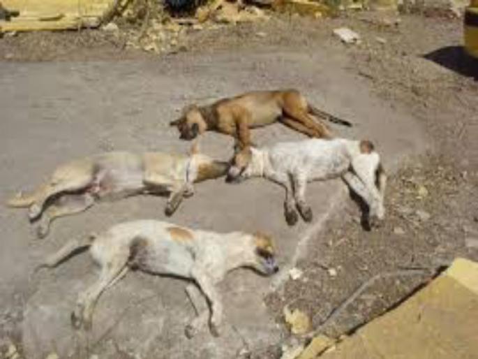 Suspicious death of 15 dogs in Hadasar | हडपसरला 15 कुत्र्यांचा संशयास्पद मृत्यू Suspicious death of 15 dogs in Hadasar | हडपसरला 15 कुत्र्यांचा संशयास्पद मृत्यू