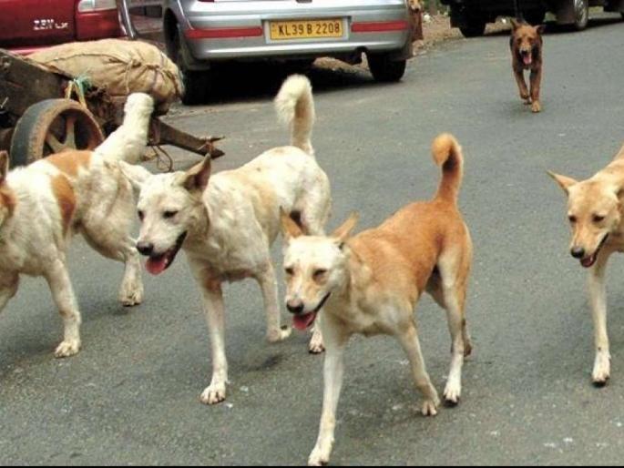 What are the measures to control the dogs? High Court asked | कुत्र्यांच्या नियंत्रणासाठी काय उपाययोजना करताय? हायकोर्टाची विचारणा What are the measures to control the dogs? High Court asked | कुत्र्यांच्या नियंत्रणासाठी काय उपाययोजना करताय? हायकोर्टाची विचारणा