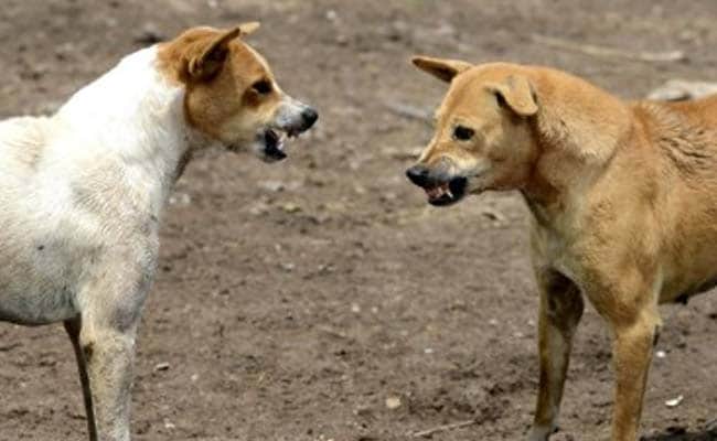 Be careful! Dog attacks are on the rise in Nagpur | सावधान! नागपुरात श्वानांचे हल्ले वाढताहेत Be careful! Dog attacks are on the rise in Nagpur | सावधान! नागपुरात श्वानांचे हल्ले वाढताहेत