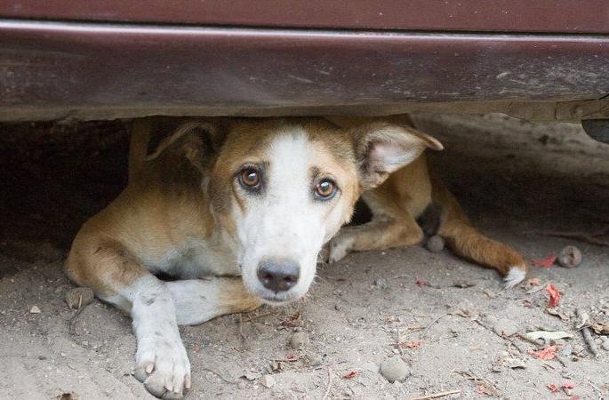 Squad exercise for catching stray dogs in Nagpur | नागपुरात मोकाट श्वानांना पकडण्यासाठी पथकाची कसरत Squad exercise for catching stray dogs in Nagpur | नागपुरात मोकाट श्वानांना पकडण्यासाठी पथकाची कसरत