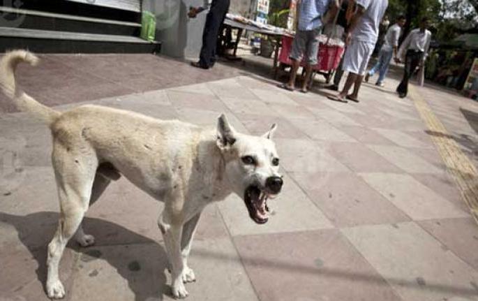 Death of old age due to biting dog in Nagpur | नागपुरात मोकाट कुत्रा चावल्याने वृद्धाचा करुण अंत Death of old age due to biting dog in Nagpur | नागपुरात मोकाट कुत्रा चावल्याने वृद्धाचा करुण अंत