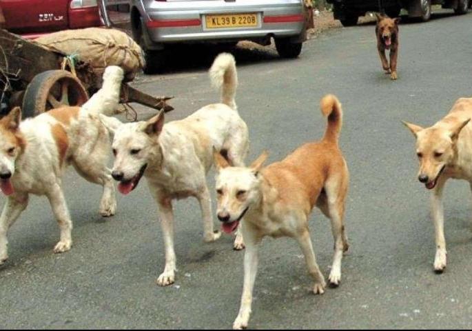 There is no risk of corona infection from animals to humans | जनावरांपासून माणसाला कोरोना संसर्गाचा धोका नाही