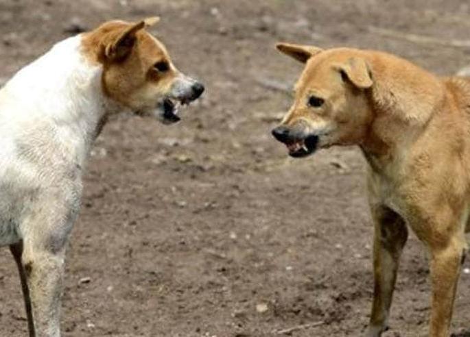 In 41 months, 75,000 people were bitten by dogs in Nagpur | नागपुरात ४१ महिन्यात ७५ हजार लोकांना श्वानदंश In 41 months, 75,000 people were bitten by dogs in Nagpur | नागपुरात ४१ महिन्यात ७५ हजार लोकांना श्वानदंश