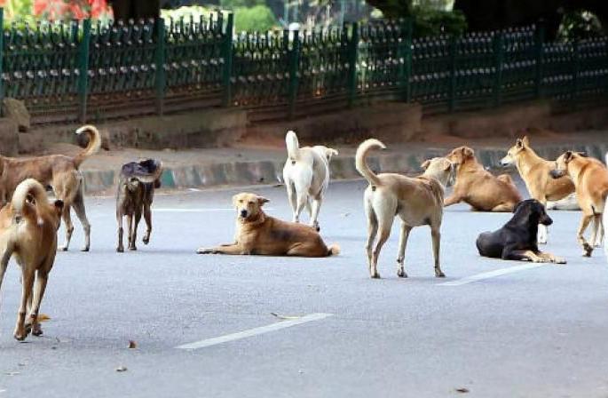 Stray Dogs terror in Nagpur city! | नागपूर शहरात मोकाट कुत्र्यांची दहशत !