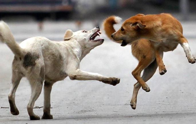 Careful ... wandering dogs are becoming aggressive | Corona Virus in Nagpur; सावधान...भटकी कुत्री होत आहेत आक्रमक Careful ... wandering dogs are becoming aggressive | Corona Virus in Nagpur; सावधान...भटकी कुत्री होत आहेत आक्रमक