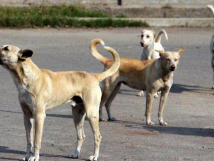 A youth become victim of Stray dogs in Nagpur | नागपुरात मोकाट कुत्र्यांनी घेतला तरुणाचा बळी A youth become victim of Stray dogs in Nagpur | नागपुरात मोकाट कुत्र्यांनी घेतला तरुणाचा बळी