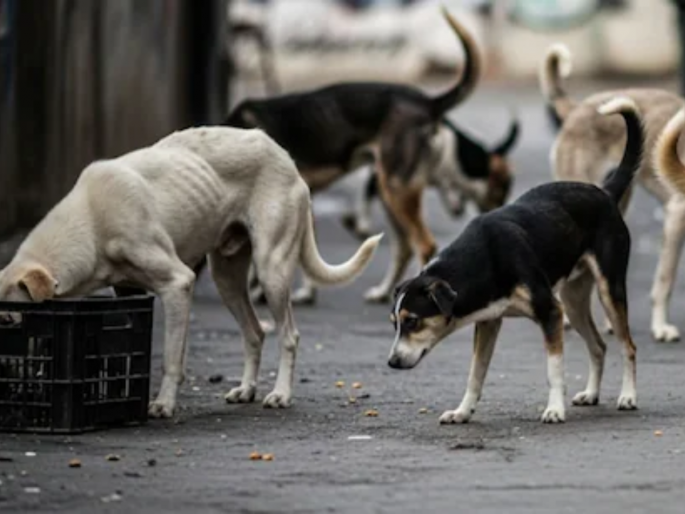 Article: When and how will the terror of stray dogs end? | लेख: भटक्या कुत्र्यांची दहशत कधी अन् कशी संपणार? Article: When and how will the terror of stray dogs end? | लेख: भटक्या कुत्र्यांची दहशत कधी अन् कशी संपणार?