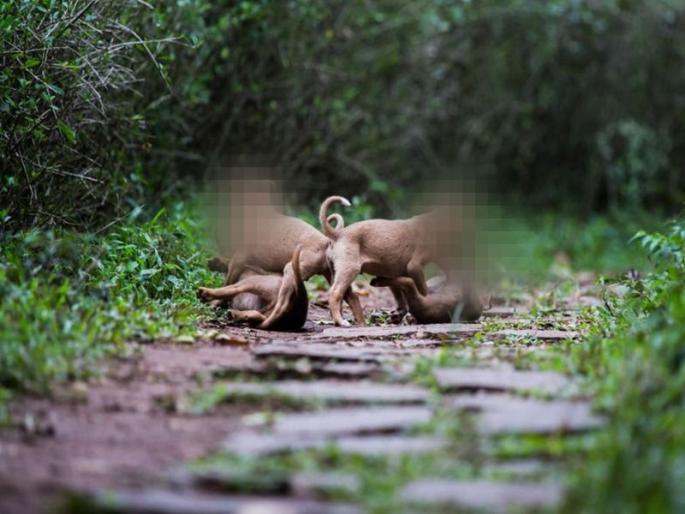 4 puppies burnt alive in front of mother in hyderabad | क्रूरता ! आईसमोरच 4 पिल्लांना जिवंत जाळलं   4 puppies burnt alive in front of mother in hyderabad | क्रूरता ! आईसमोरच 4 पिल्लांना जिवंत जाळलं