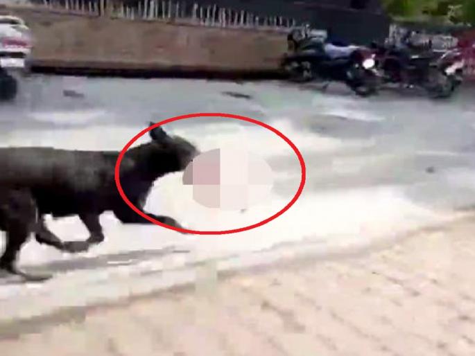 Rajasthan Jaipur | dog roaming outside government hospital with dead fetus in mouth | हलगर्जीपणाचा कळस! कुत्रा 8 महीन्यांच्या अर्भकाला घेऊन पळाला; कुटुंबीयांचा शोध सुरू Rajasthan Jaipur | dog roaming outside government hospital with dead fetus in mouth | हलगर्जीपणाचा कळस! कुत्रा 8 महीन्यांच्या अर्भकाला घेऊन पळाला; कुटुंबीयांचा शोध सुरू